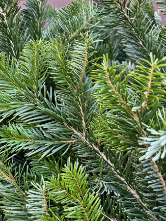 Jodła Kaukaska, Nordman z Danii, gałęzie paczka 5 kg