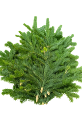 Jodła Kaukaska, Nordman z Danii, paczka ok 2,5 kg