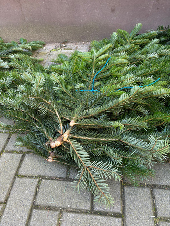 Jodła Kaukaska, Nordman z Danii, paczka ok 2,5 kg