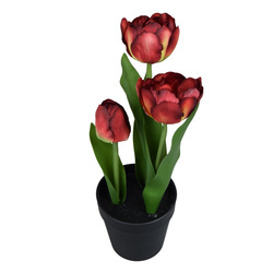 Tulipan burgundowy  28 cm w doniczce  czarnej