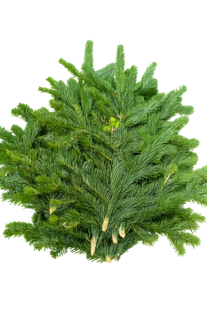 Jodła Kaukaska, Nordman z Danii, paczka ok 2,5 kg