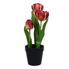 Tulipan burgundowy  28 cm w doniczce  czarnej 