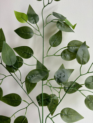 	 Liść FIKUS, benjamin z jasnym liściem u góry zielona gałązka 3-ramienny 60 cm