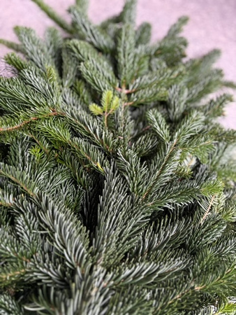 Jodła Kaukaska, Nordman z Danii, gałęzie paczka 5 kg