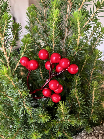 Głóg pik świąteczny czerwone kuleczki